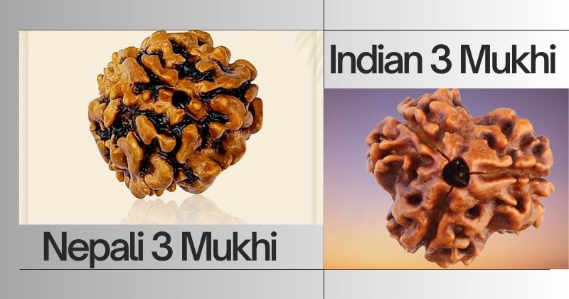 3 Mukhi Rudraksha Varieties